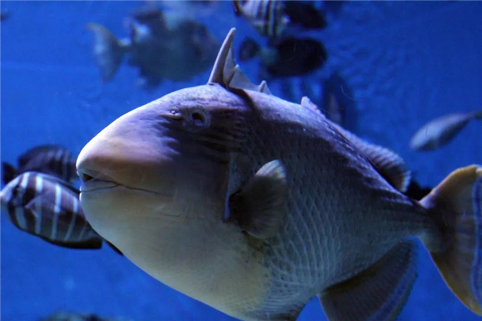 巴厘岛鱼种类,巴厘岛的海胆