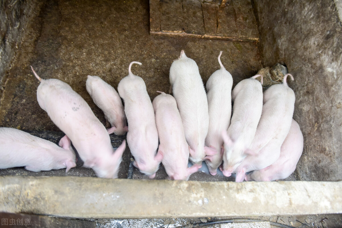 养猪注意天气变化提醒,养猪场遇到猪瘟怎么预防与治疗