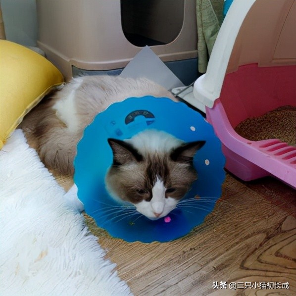 猫咪绝育后的几件事,猫咪绝育后续出的问题是谁承担