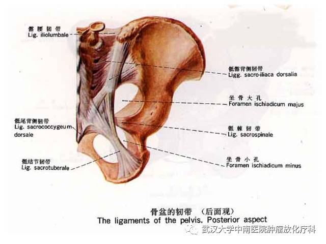 女性盆腔解剖与断层影像