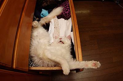 猫咪在各个地方睡觉的表现 (猫咪经常睡到你的哪个位置)