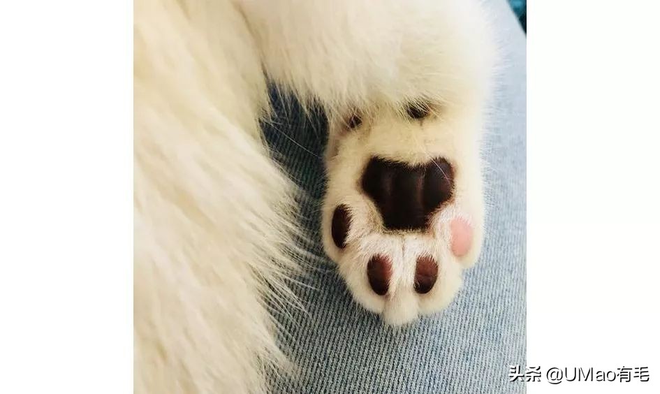 这套喵肉球vs口红色号匹配大全送你了!拿走不谢!