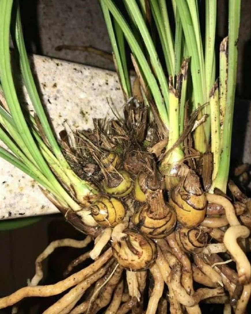 兰花老芦头处理的整套方法，处理得当老头发新苗！