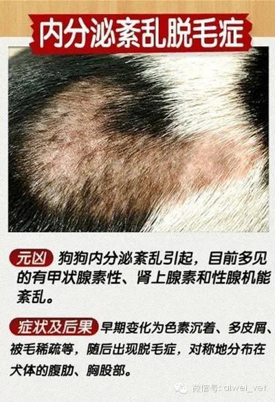 狗狗皮肤病去宠物医院如何防坑,狗狗的皮肤病用什么药好得快