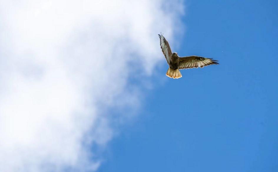 他叫辛巴,不是狮子王,8岁穿越12国:最好的教育,永远在路上