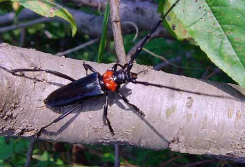 樱桃树流胶的症状,樱桃树流胶治什么病