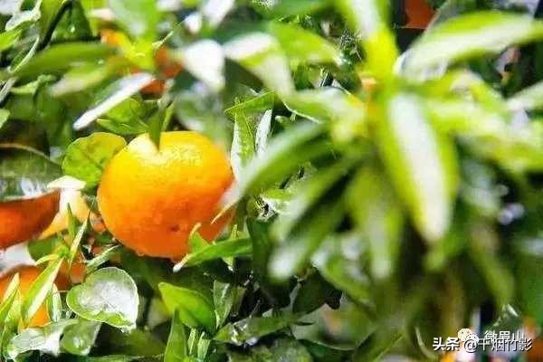 不知火春见,不知火丑橘春见