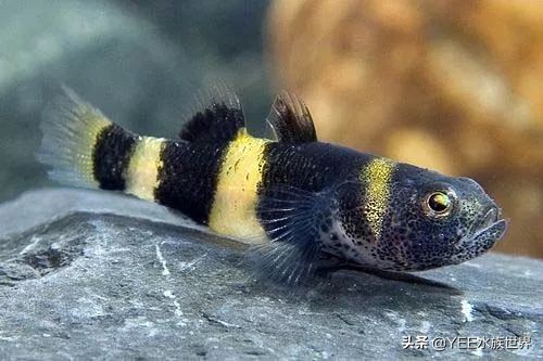小蜜蜂鱼的饲养方法,养黄蜂鱼的正确方法