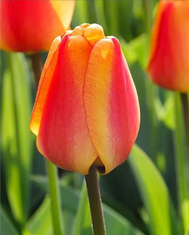 郁金香植物园欣赏,精美郁金香图片欣赏