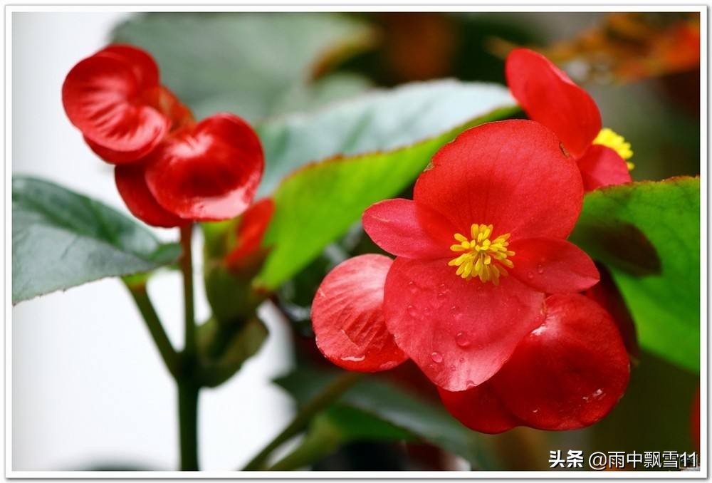 四季开花竹节海棠的繁殖方法,四季海棠怎么养视频教程