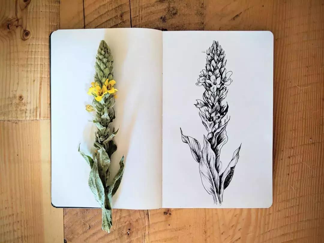 高级线描画花卉大全,花卉线描100种