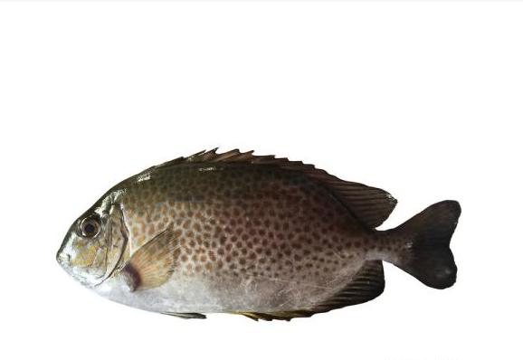 海钓注意有毒鱼种,海钓七种危险鱼类