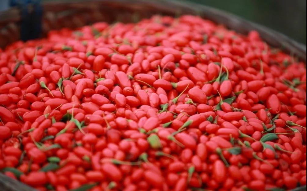 宁夏头茬枸杞价格,头茬枸杞子宁夏特级