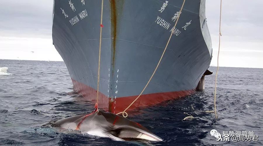 日本为啥可以杀鲸鱼全过程纪录片,日本为什么捕杀鲸