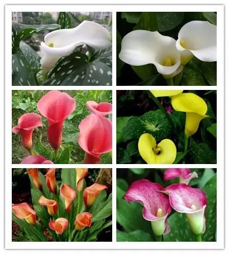 北方喜阴的室内植物花卉有哪些,喜阴耐寒的室外花卉植物有哪些