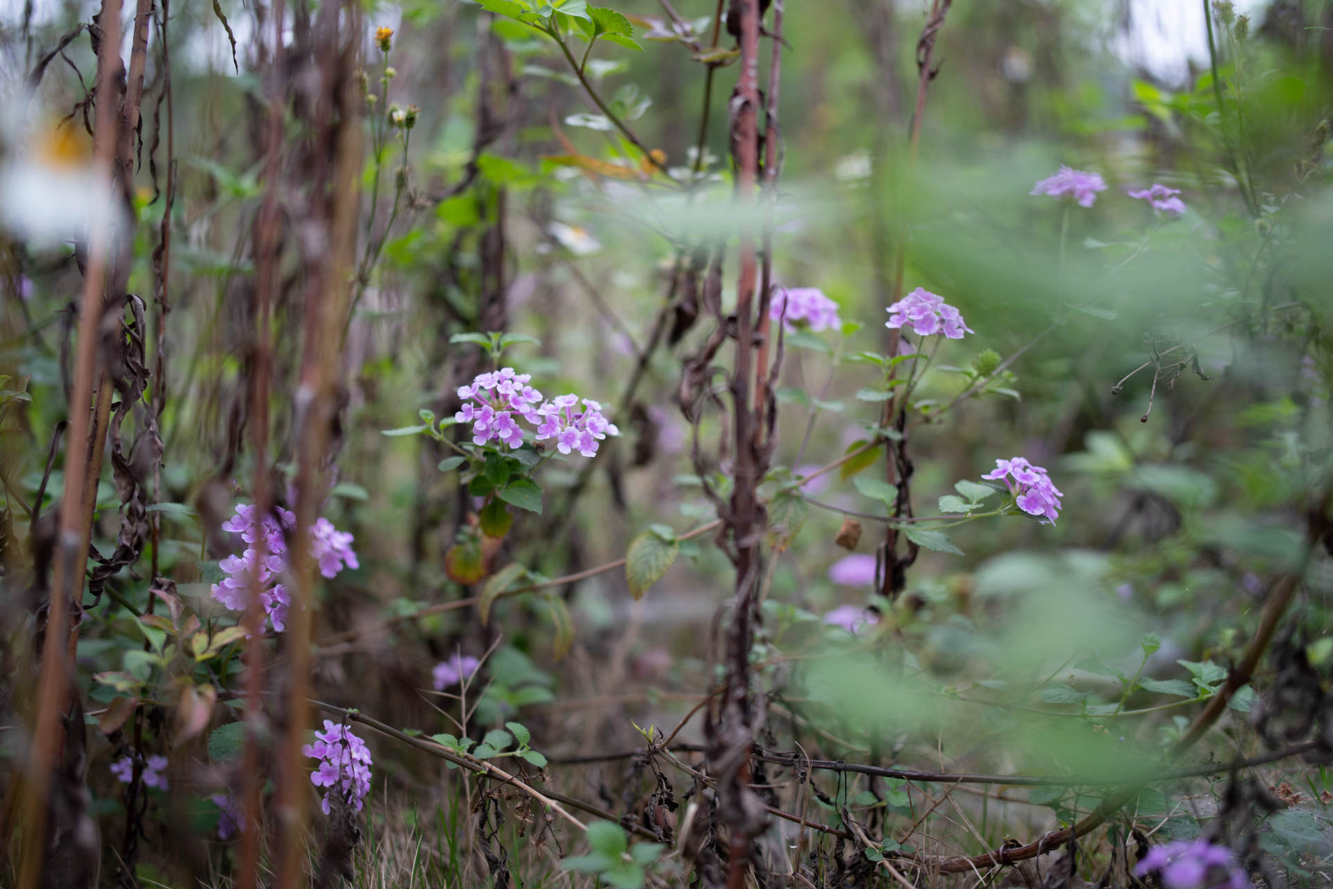 索尼定焦镜头性价比推荐,索尼35mm定焦推荐国产