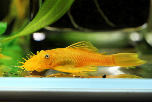 鱼缸里长褐藻养什么鱼可以去除,如何有效的去除鱼缸里的褐藻