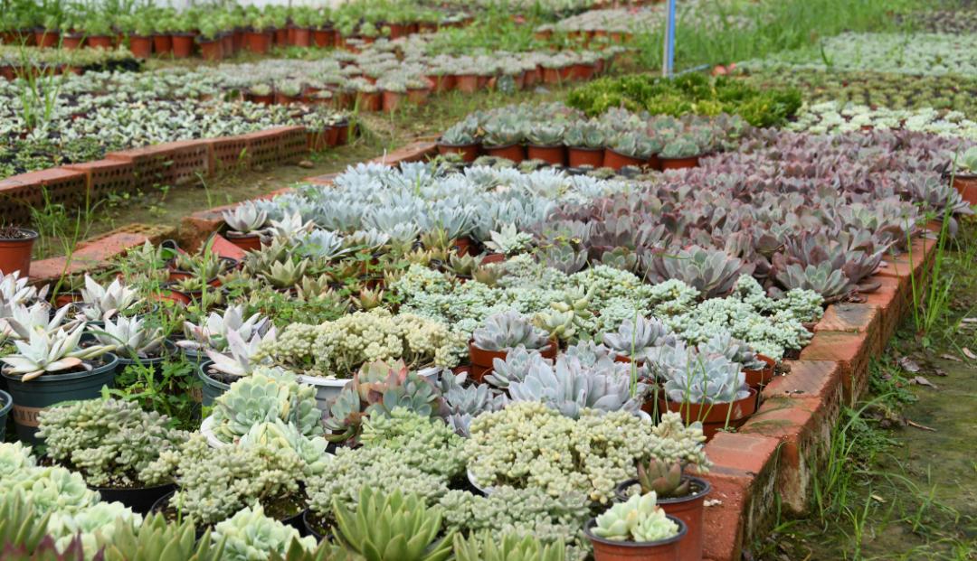 成都新都区军屯镇郭家村,成都新都军屯郭家村