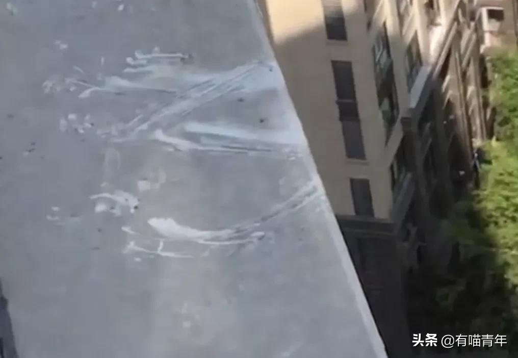 对着猫吹气会怎么样,对着猫吹烟有害吗