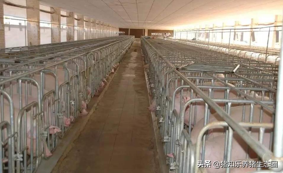 养猪猪舍设计建造,猪舍大棚建造成本