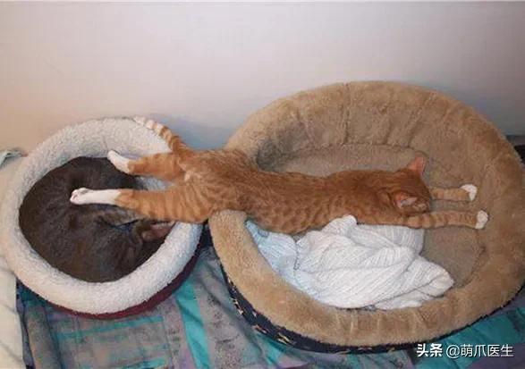 猫睡相太丑,因为猫样子丑所以被遗弃