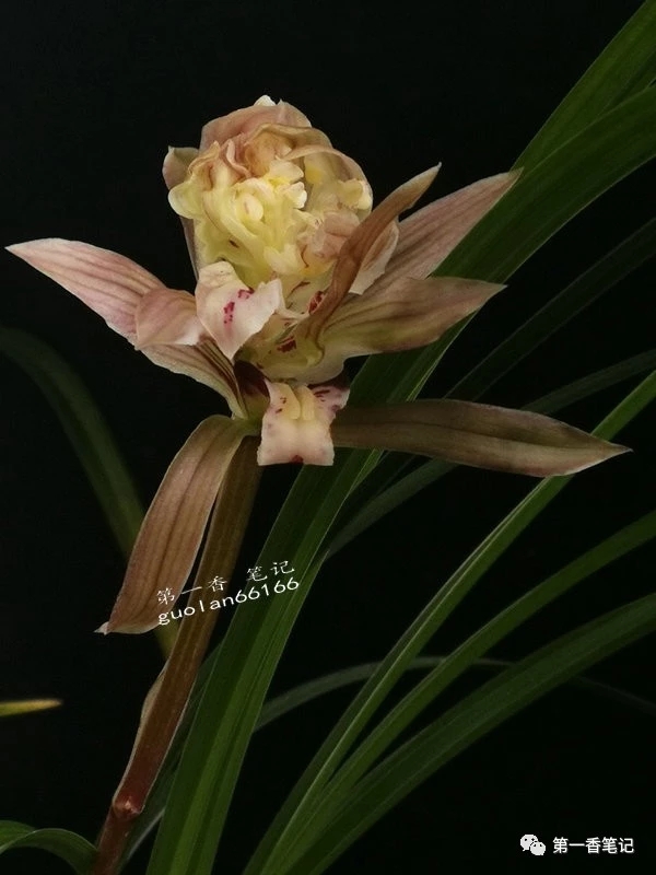 春兰哪个品种叶子好看花也好看,春兰品种名称及开花图片欣赏