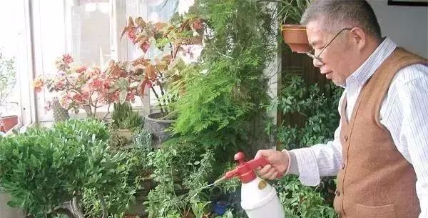 可以给花盆土里加营养液吗,盆里加点它养花10年不黄叶