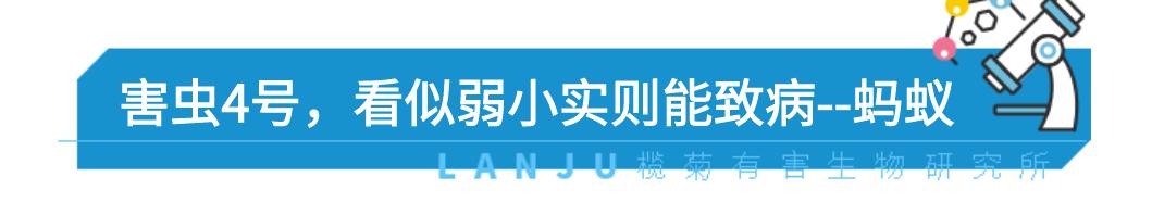 防止毒虫叮咬的最好方法,毒虫叮咬后的救命方法