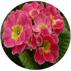 全部金木水火土五行五系植物介绍,五种植物代表五行