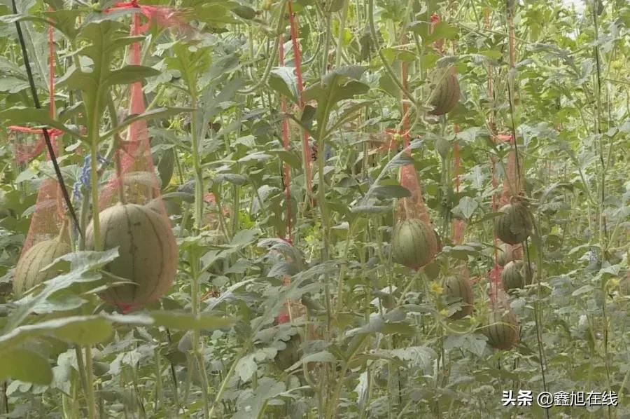 孟津县送庄镇西瓜采摘节,孟津县送庄镇袖珍西瓜