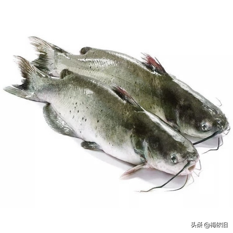 推荐6种鱼营养好肉质,鱼刺少又好看的鱼有哪些