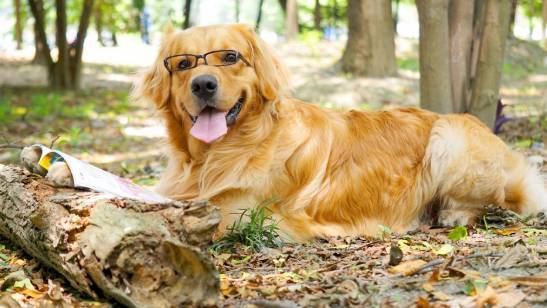 金毛太瘦可以买么,金毛太瘦需要补充营养膏么