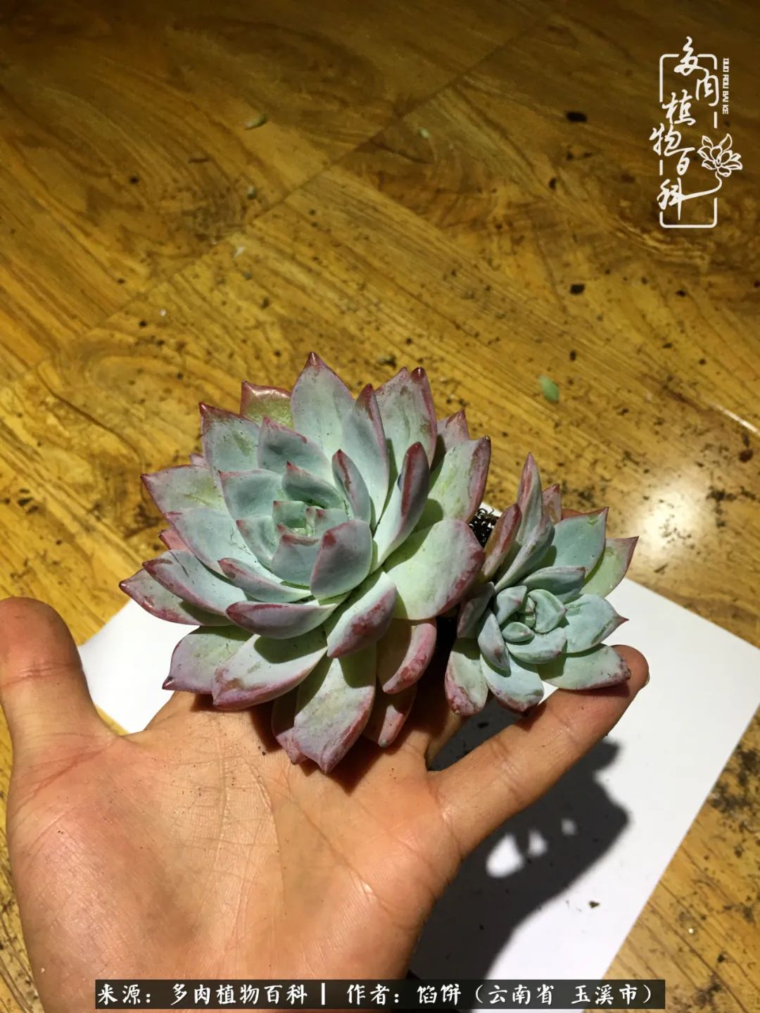 多肉对比图片,多肉对比高清图