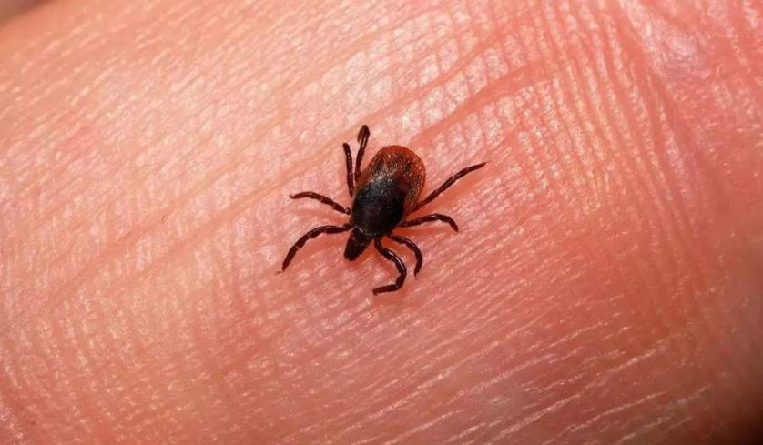 孩子被蚊虫咬了怎么办最有效,儿童被蚊虫叮咬可能引发的疾病