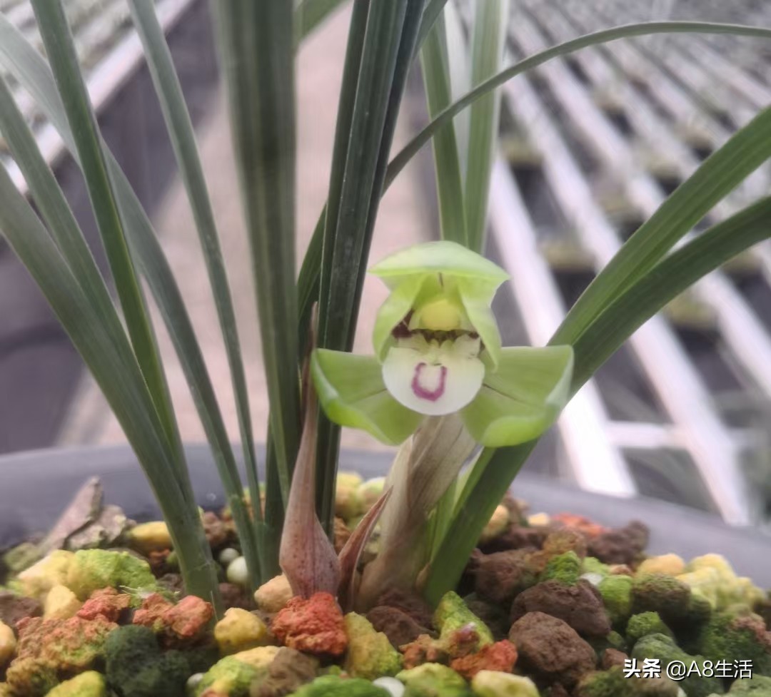 每日一品中国兰花图片,每日一品全文