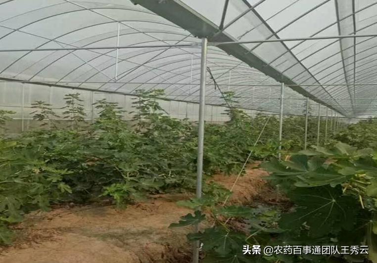 大棚提温最快方法,大棚提温