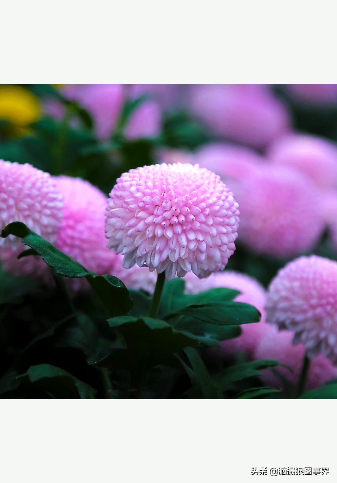 花海如何给花拍照好看,大面积的花怎样拍出花海的感觉
