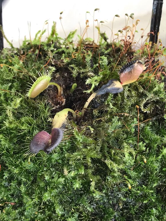 捕蝇草夹子变黑是怎么回事,捕蝇草夹子变黑变干怎么办