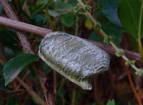 昆虫界美丽又残酷的天生杀手,昆虫界最厉害的杀手是什么