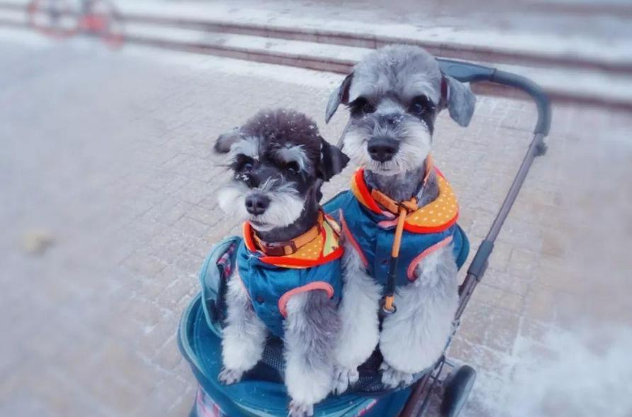 养狗首选的3种狗既便宜又好养,新手养狗选择哪种狗便宜又好