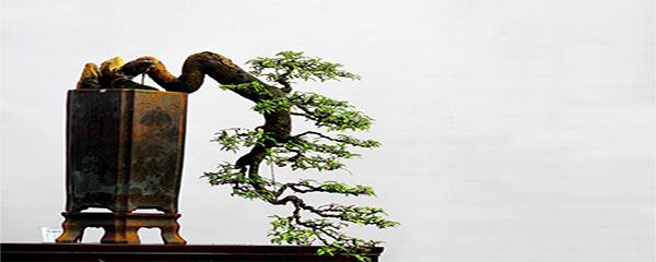 盆景初学入门技巧榕树,盆景初学入门技巧文竹
