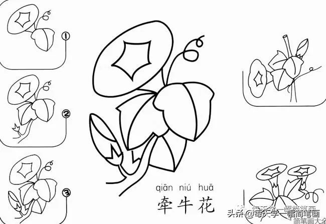 每天一幅简笔画的小教程,简笔画花朵的画法茉莉花