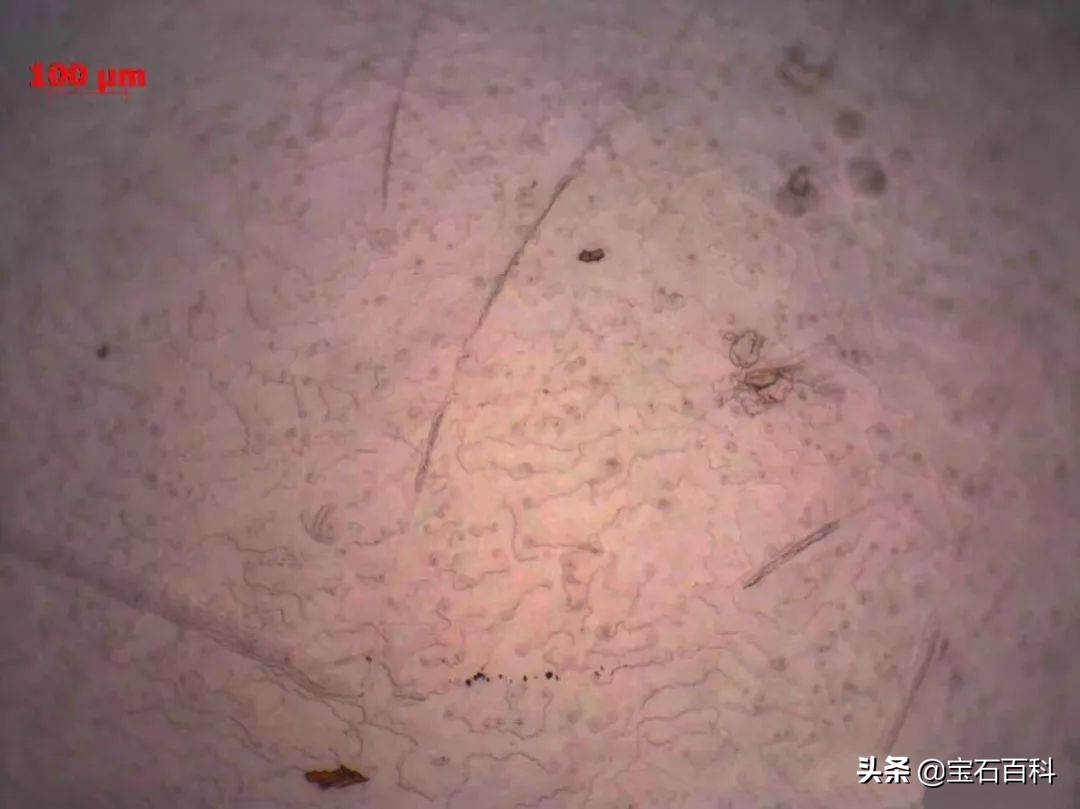 澳白珍珠和南洋金珍珠,澳白南洋白珍珠