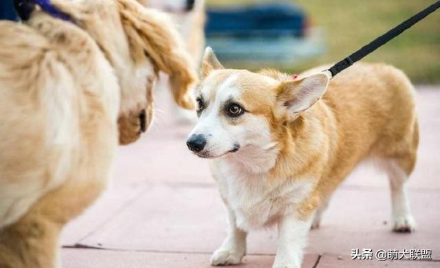 遛完狗，狗狗不愿回家怎么办？