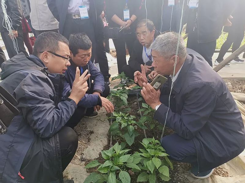 无土栽培和土壤种植技术研究所,农业无土栽培技术培训