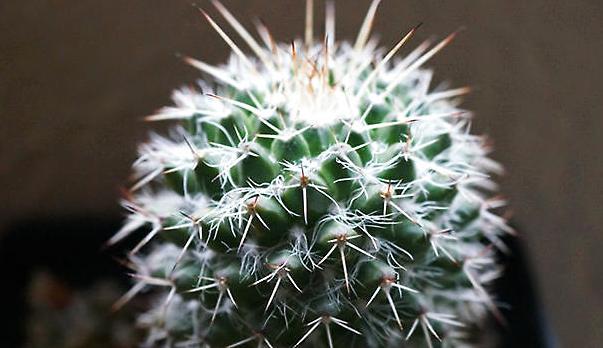 仙人掌开花美图,仙人掌介绍60多种独特的仙人掌