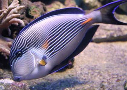 十大最好看的观赏鱼图片大全,十种最漂亮的观赏鱼图片