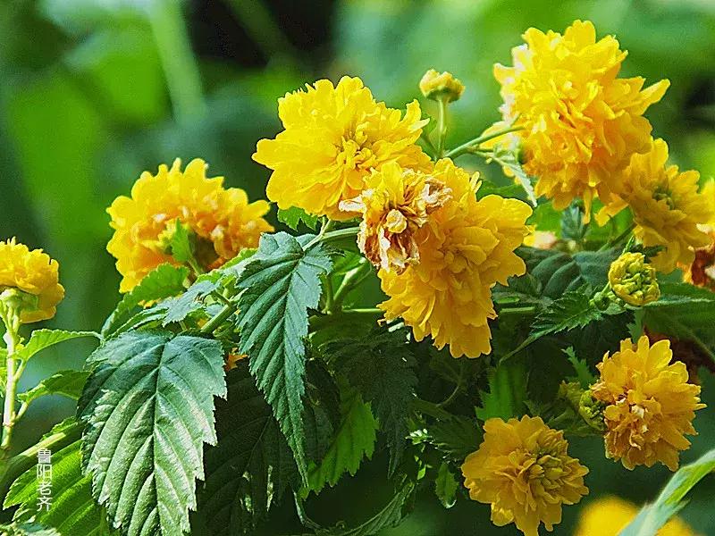 好书推荐快来领取你的宝藏书单,100种百花图谱大全