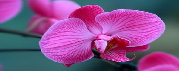 蝴蝶兰怎么养护和施肥施什么肥料,树皮养蝴蝶兰