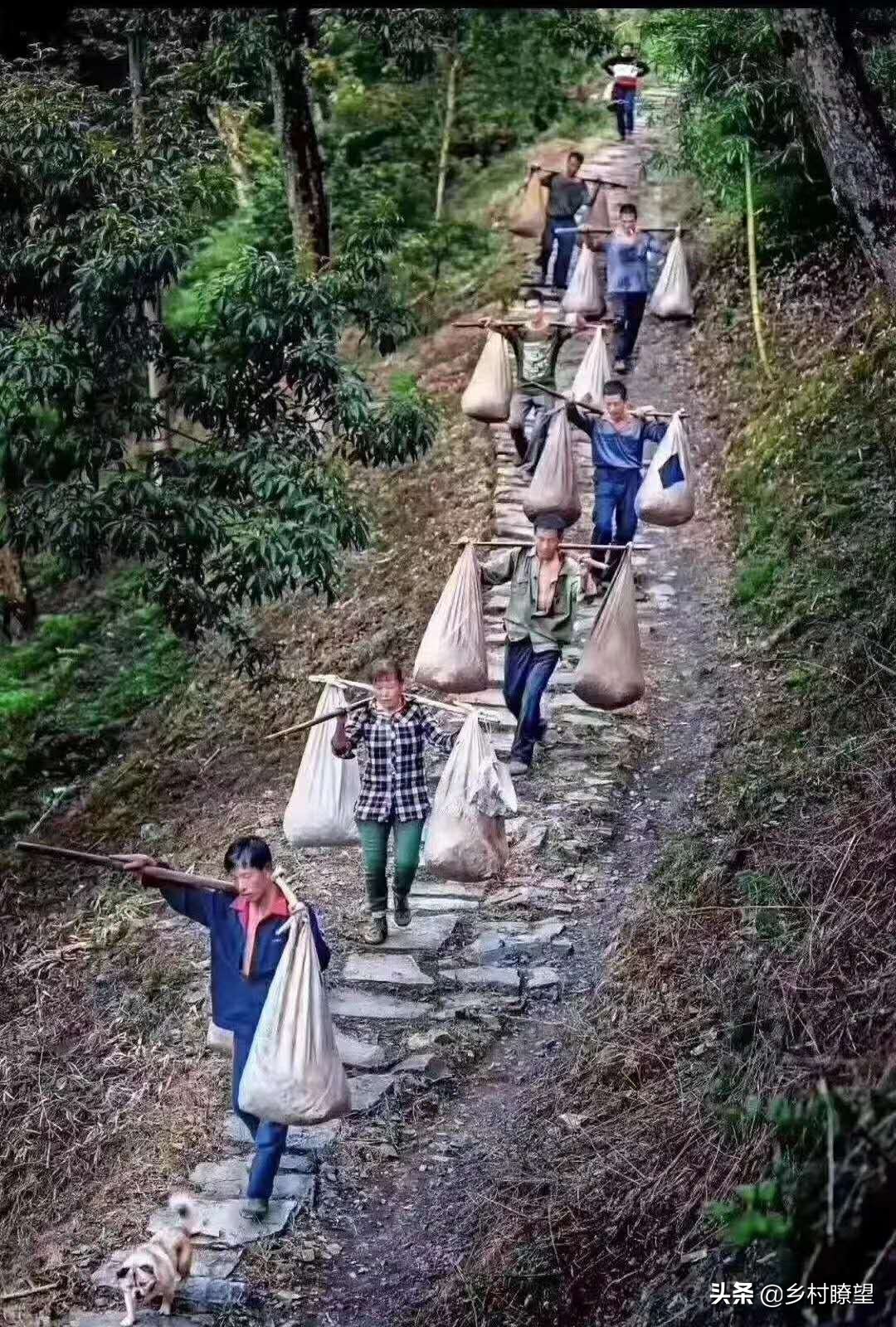 摇钱树变成了伤心树，山核桃跌下神坛